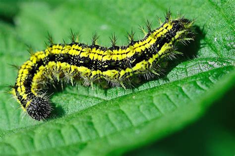 Yellow And Black Fuzzy Caterpillar Kemal Atli Flickr