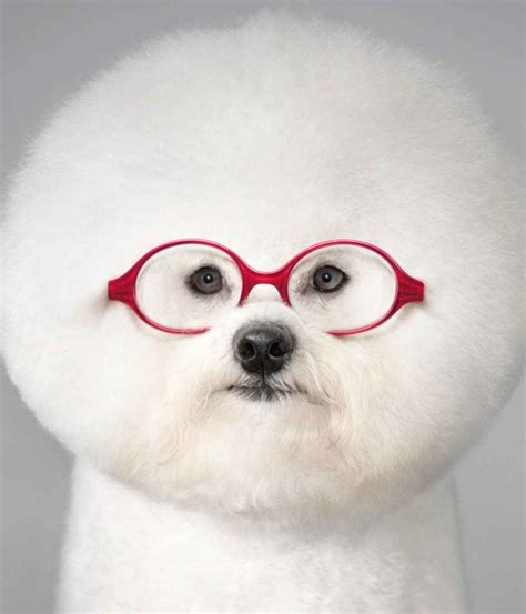The 15 Most Fluffy And Cute Animals In The World Bichon Frisée Cuter