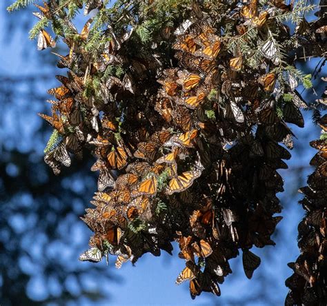 A Cluster Of Overwintering Monarch Butterflies Smithsonian Photo