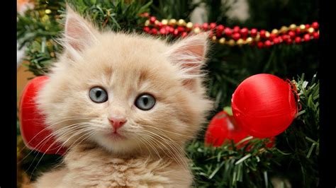 Getting A Kitten For Christmas Compilation Youtube
