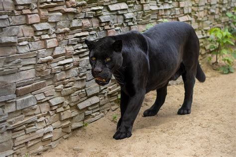 Fondo De Textura De Piel De Pantera Negra Foto Premium