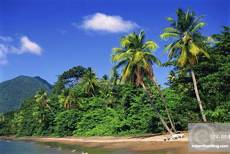 Palm Lined Beach Dominica West Stock Photo