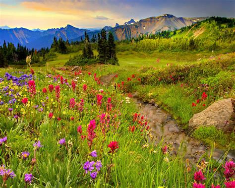 Meadow And Mountains Colorful Flowers Meadow With Grass Green Mountain