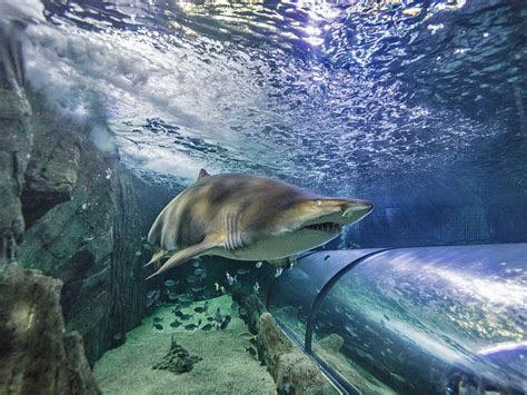 Inside The Stunning Underwater World Of Sydney Sea Life Aquarium