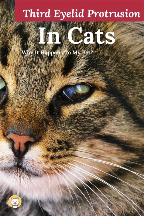 Example of third eyelid raised. Third Eyelid Protrusion In Cats - Why It Happens To My Cat ...