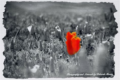 Maybe you would like to learn more about one of these? this was taken in the poppy fields in lancaster, ca ...