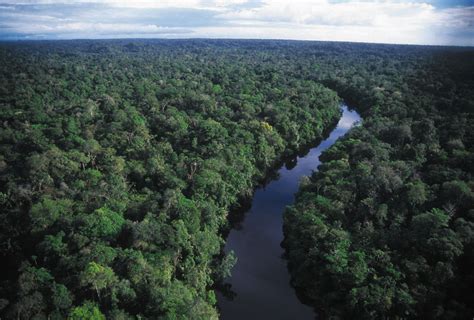 Background information on the amazon rainforest, including charts, pictures, and statistics. Many Means: Amazon Rainforest "Lungs of our Planet"