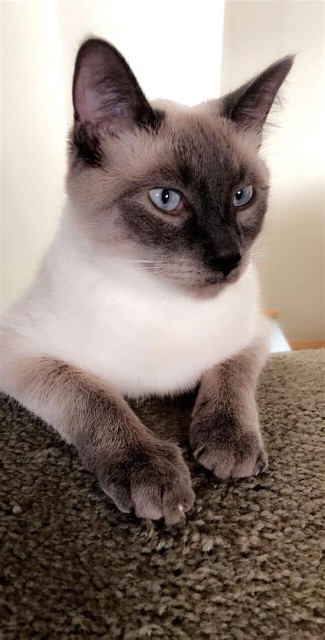 Persian Siamese Mix Kittens For Sale