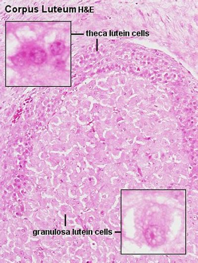 Bgda Practical Female Reproductive Tract Histology Embryology