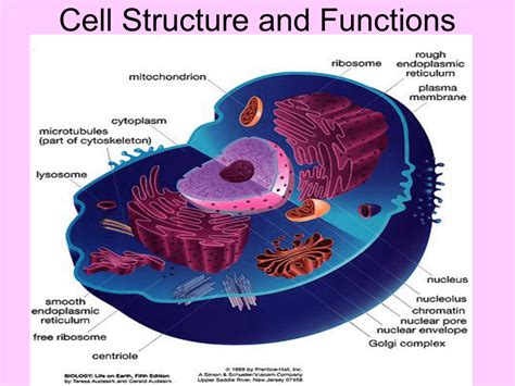 Cell Structure And Function Chart Download Scientific Diagram Gambaran