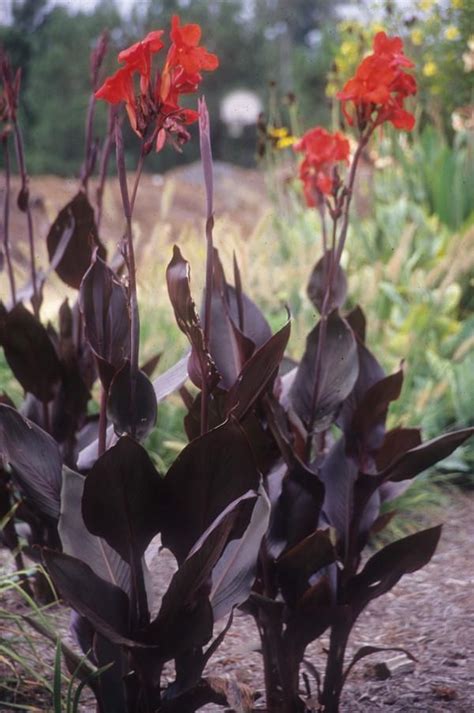Cannas lilies are great summer flowers that can be grown in containers or in the garden. Canna generalis Australia | Canna lily, Gardening for ...