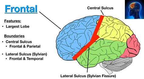 Lobes Of The Brain Cerebral Cortex Anatomy Function Labeled Diagram