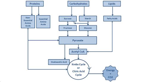 Concurrently, the importance of sleep quality and circadian rhythms in their effects on metabolic and cognitive health is increasingly appreciated. Metabolism of protein, carbohydrates, and lipids