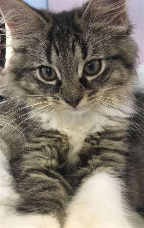 Adopt Samantha On Petfinder Cat Adoption Long Haired Kittens Cats