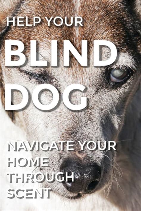 How to train a blind dog. How Can You Help Your Blind Dog Maneuver Your Home through ...