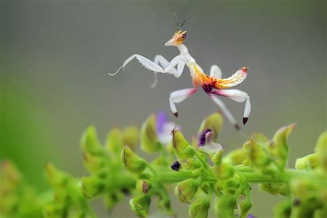 Dancing Mantis | Orchid mantis, Beautiful bugs, Praying mantis