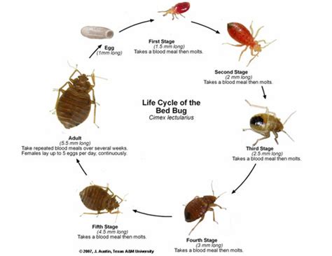 What Do Bed Bug Bites Look Like Tips On How To Cure Bedbug Bites