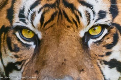 Tiger Eyes Flickr Photo Sharing