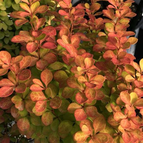 The 'sunjoy gold pillar' barberry is a unique shrub with bright yell…ow foliage. Berberis SUNJOY Gold Pillar - Buy Barberry Shrubs Online ...