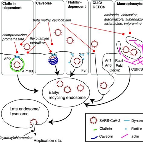 A Simplified Representation Of Endocytic Pathways Potentially Involved