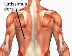 Most skeletal muscles have names that describe some feature of the muscle. Human Anatomy Muscles: How Muscles Are Named & Why