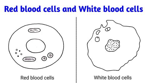 How To Draw Red Blood Cells And White Blood Cells How To Draw Rbc And