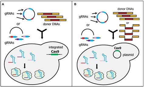 Frontiers Multiplex Genome Editing In Yeast By Crisprcas9 A Potent