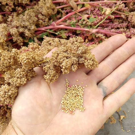 How To Grow Quinoa Plant Instructions