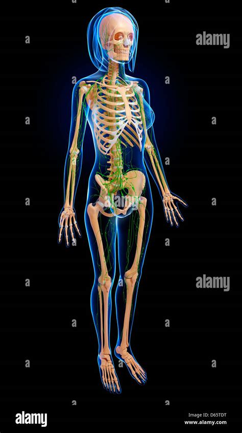 La Anatomía Femenina Ilustraciones Fotografía De Stock Alamy