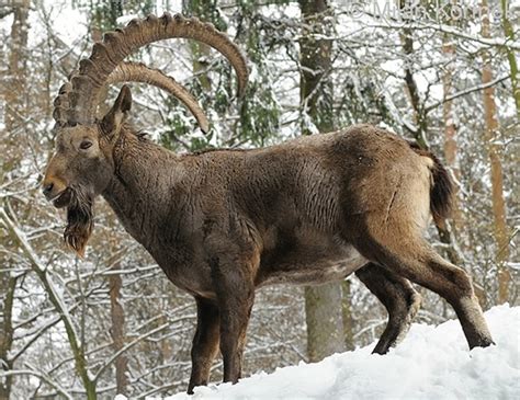 Alpine Ibex Life Expectancy