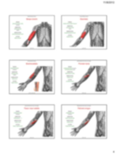 Solution Anatomy Upper Limb Muscles Diagram Studypool