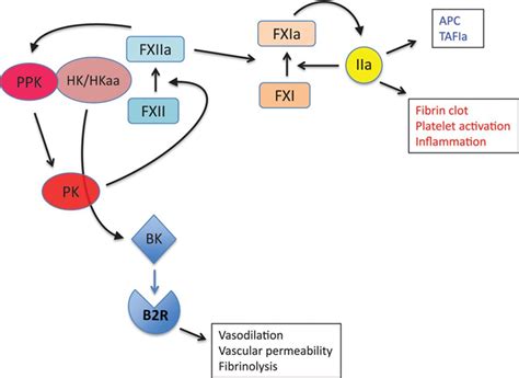 Cross Talk Pathways Between Coagulation And Inflammation Circulation