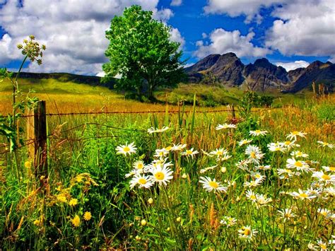 Spring Landscape Chamomile Flowers And Green Grass Mountains Blue