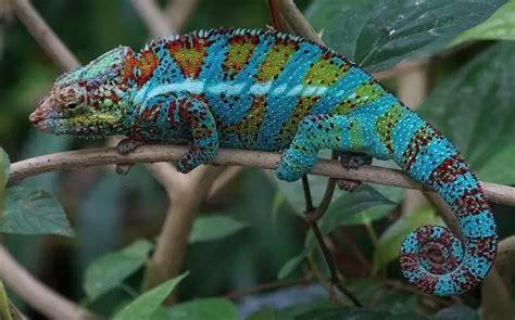 How Much Does A Chameleon Cost? - ThePricer Media