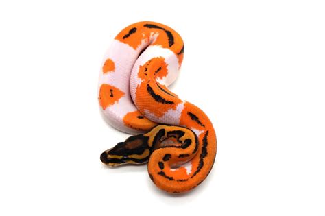 Super Orange Dream Yb Leopard Pied Ball Python By Ozzy Boids Llc Morphmarket