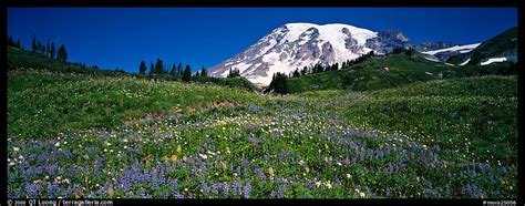 926x365px Mount Rainier Meadow Flowers Wallpaper Wallpapersafari