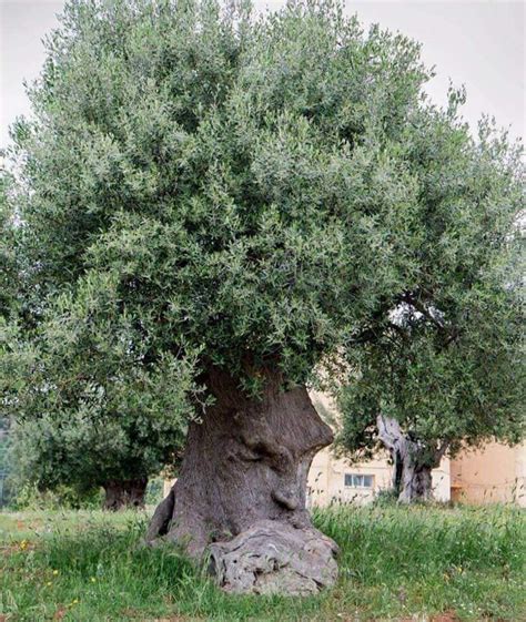 The Thinking Tree Ancient Olive Tree In Puglia Italy Reurope