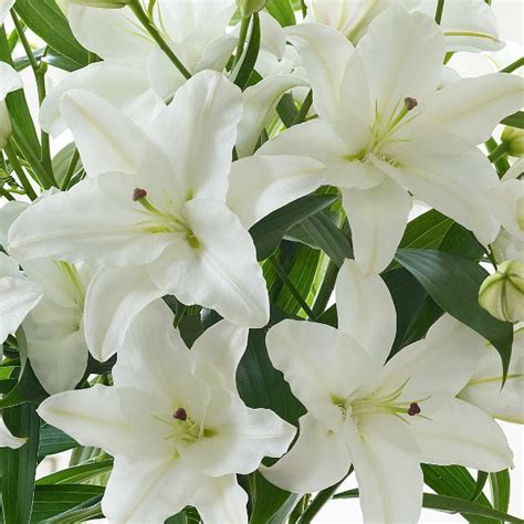 White Oriental Lilies Bouquet Katie Peckett Sheffield