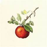 Pictures of Online Botanical Art Classes
