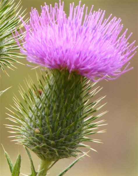 Bull Thistle Noxious Weeds Of Colorado · Inaturalist