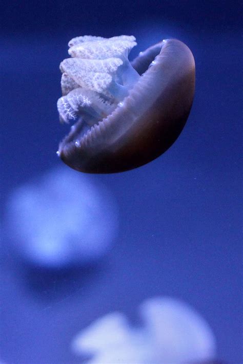 Download blue blubber jellyfish images and photos. Blue blubber jellyfish are now swimming in the Oceans ...