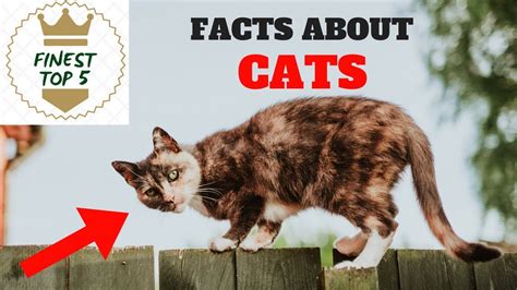 Top 5 Incredible Facts About Cats Youtube