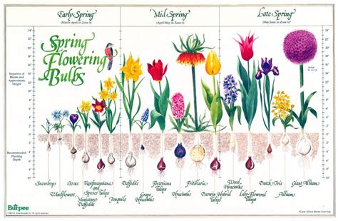 Planting Tulip Bulbs Zone 6 Thuem Garden Plant