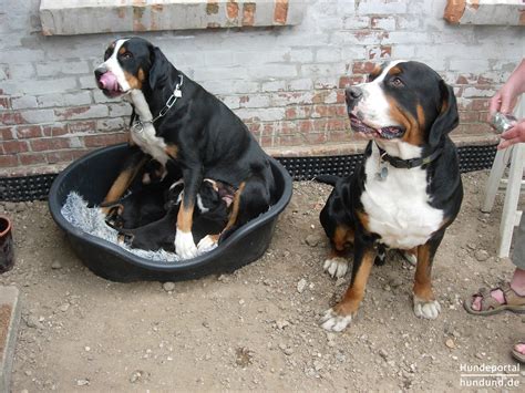 Die mutter ist eine sehr relaxte liebe fürsorgliche hünd in. Grosser Schweizer Sennenhund Foto 32396 - hundund.de