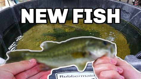 Find deals on products in outdoor decor on amazon. Adding A NEW Fish To My 300 Gallon EXOTIC Pond - YouTube
