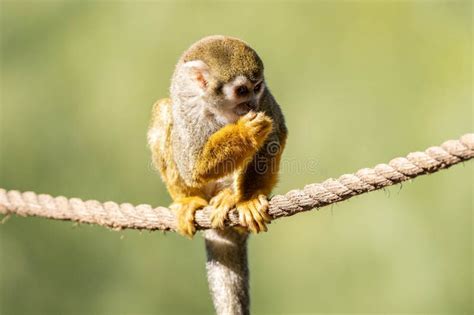 Baby Common Squirrel Monkey Eats A Snack While Sitting On A Rope Above