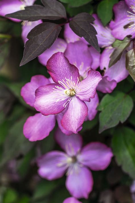 Maybe you would like to learn more about one of these? The best Clematis montana for small gardens and containers ...