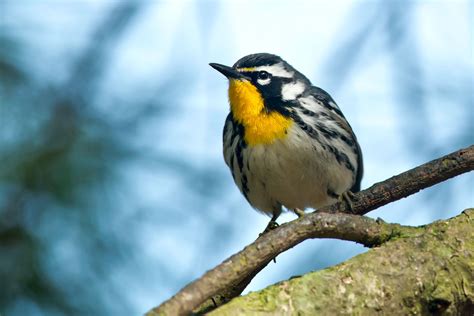 20 Best Birds To Watch For In Ohio