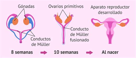 Biologia Didactica Tema Sistema Reproductor Femenino Images