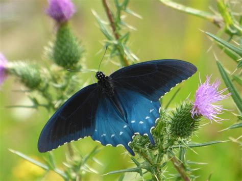 Mariposa Cola De Golondrina Azul Battus Philenor